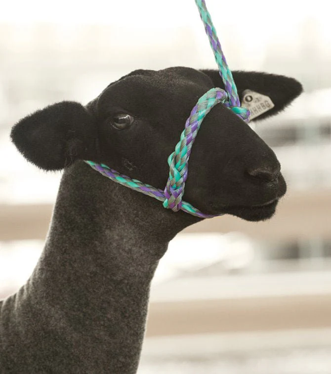 Weaver Leather Sheep & Goat Poly Rope Halter - Image 13
