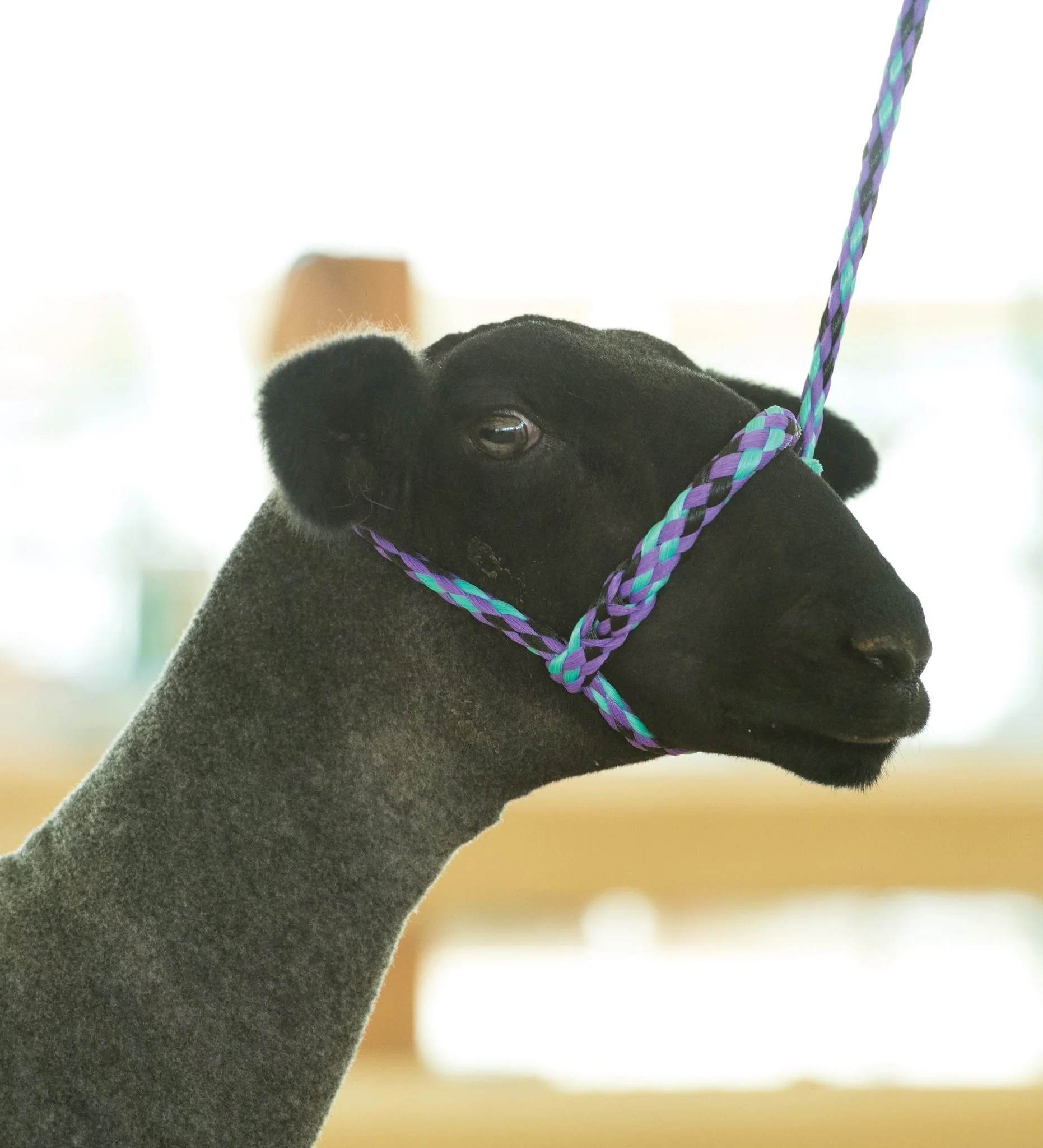 Weaver Leather Sheep & Goat Poly Rope Halter - Image 5