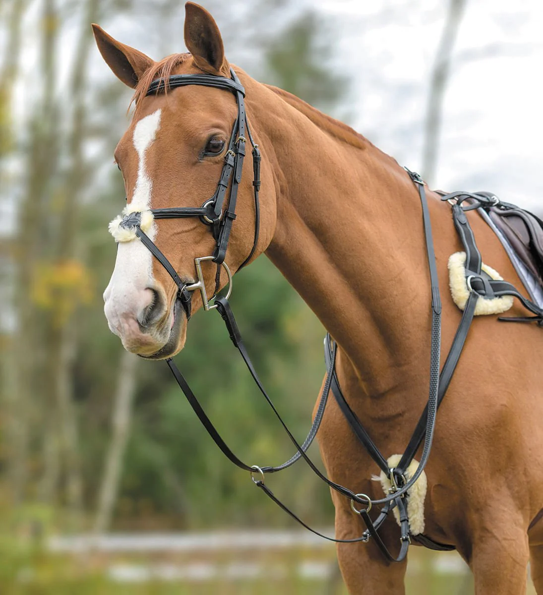 Shires Five Point Breastplate - Image 10