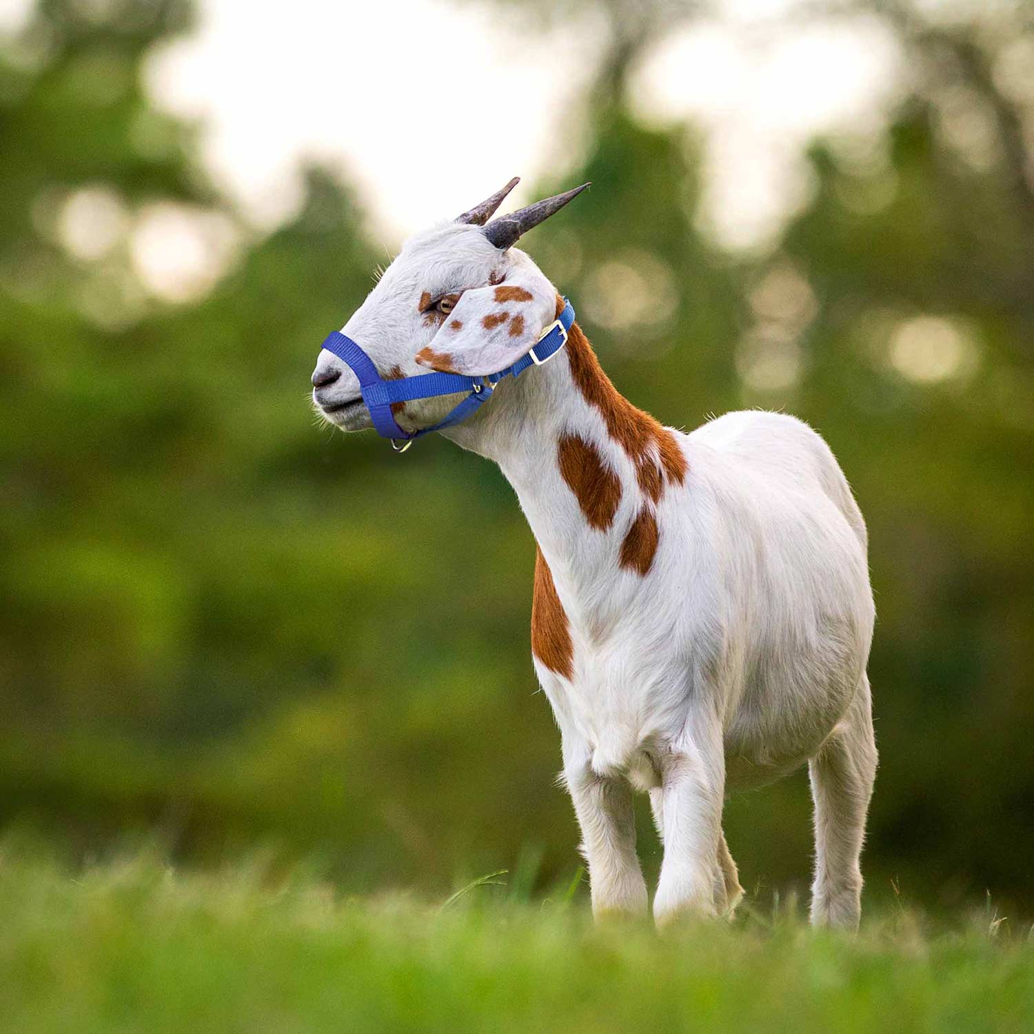 Jeffers Goat Halter - Image 9