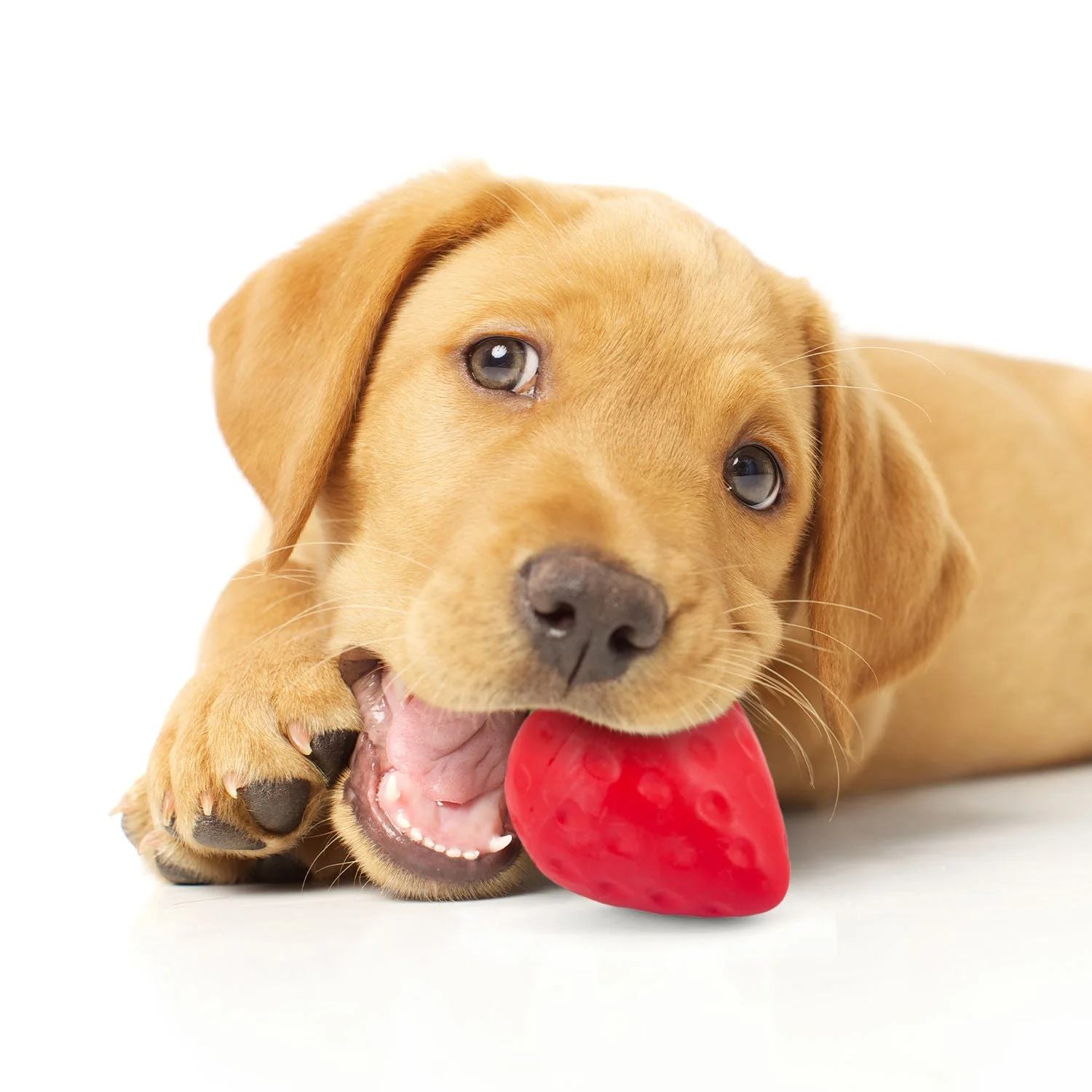 Jeffers Squeaky Strawberry Natural Rubber Dog Dental Chew Toy with Squeaker & Vanilla Scent for Medium Chewers - Image 5