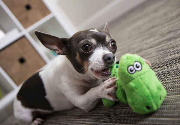 T-Rex Dog Toy - Image 6