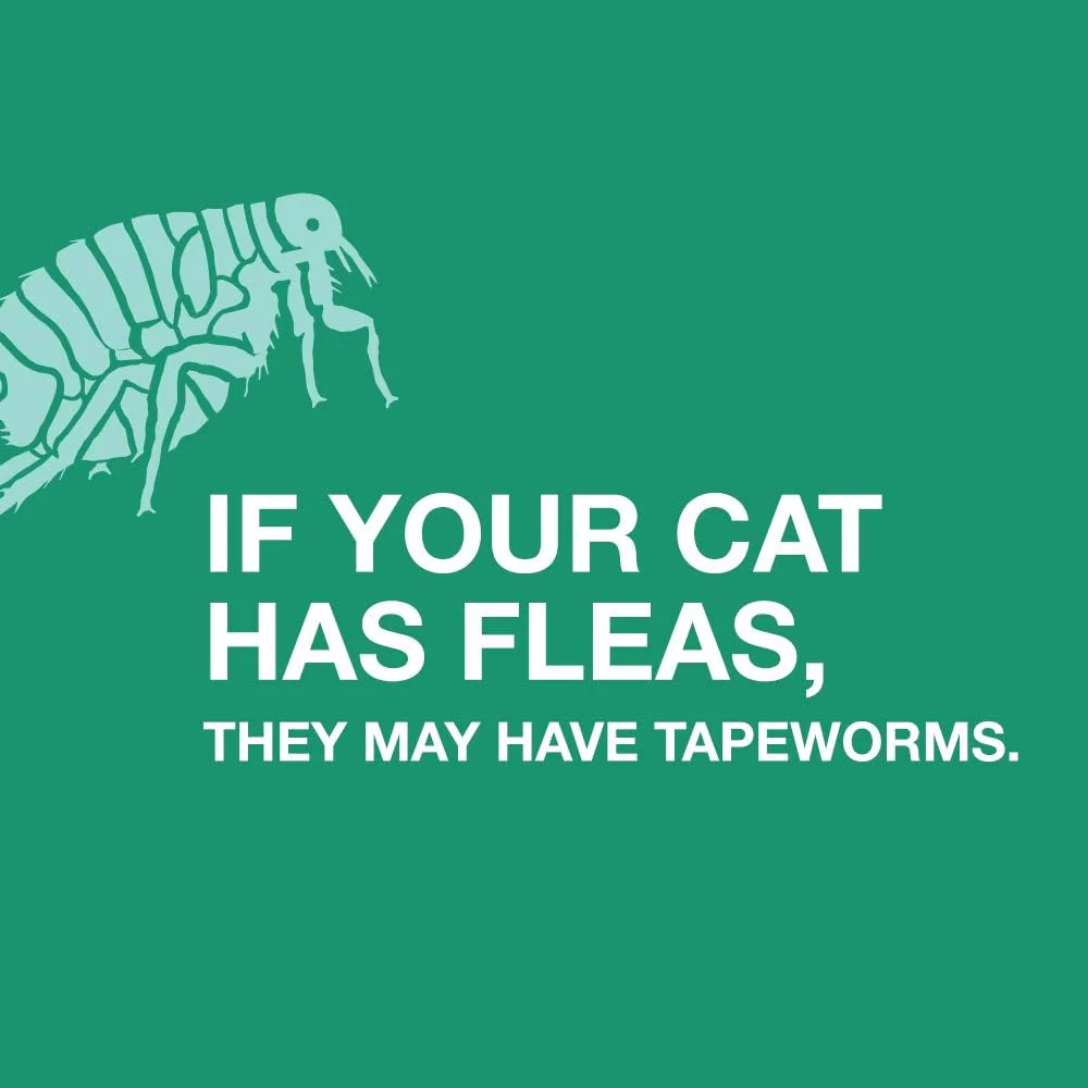 Elanco Tapeworm Cat Dewormer, 3 tablets - Image 6