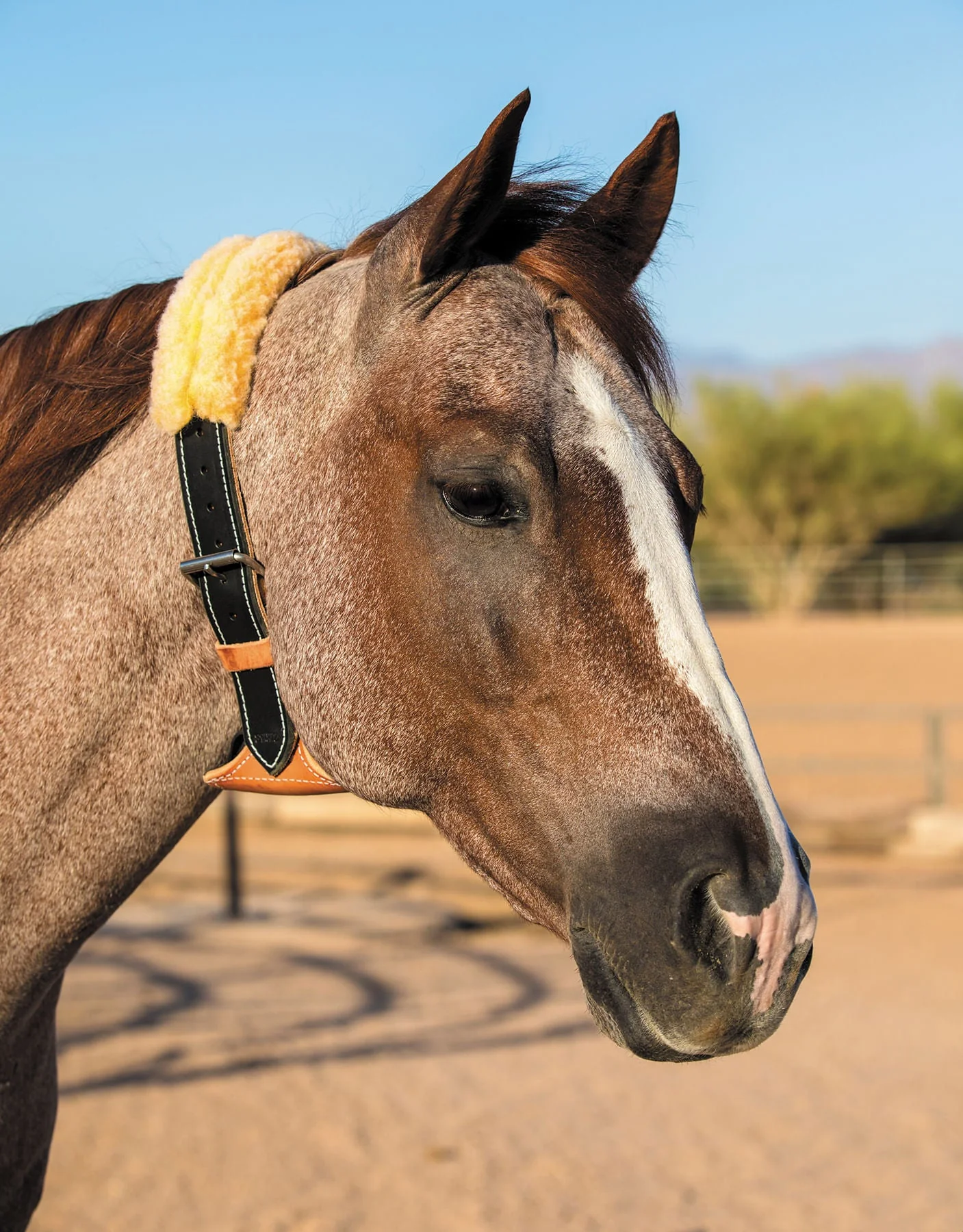 Dare Leather Cribbing Control Collar with Fleece for Horses - Image 5