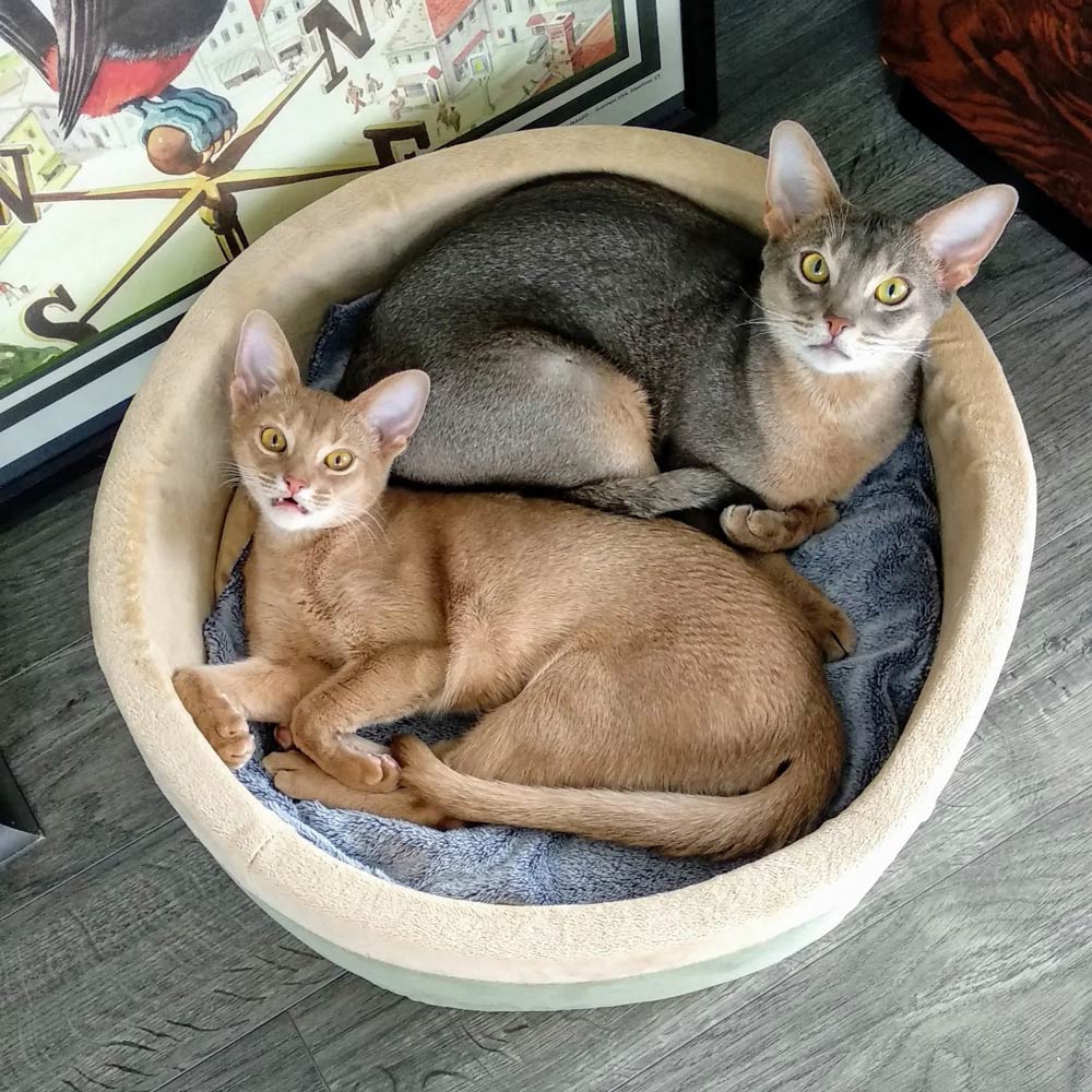 K&H Pet Products Thermo-Kitty Bed Indoor Heated Cat Bed – Safe, Energy Efficient & Washable - Image 11
