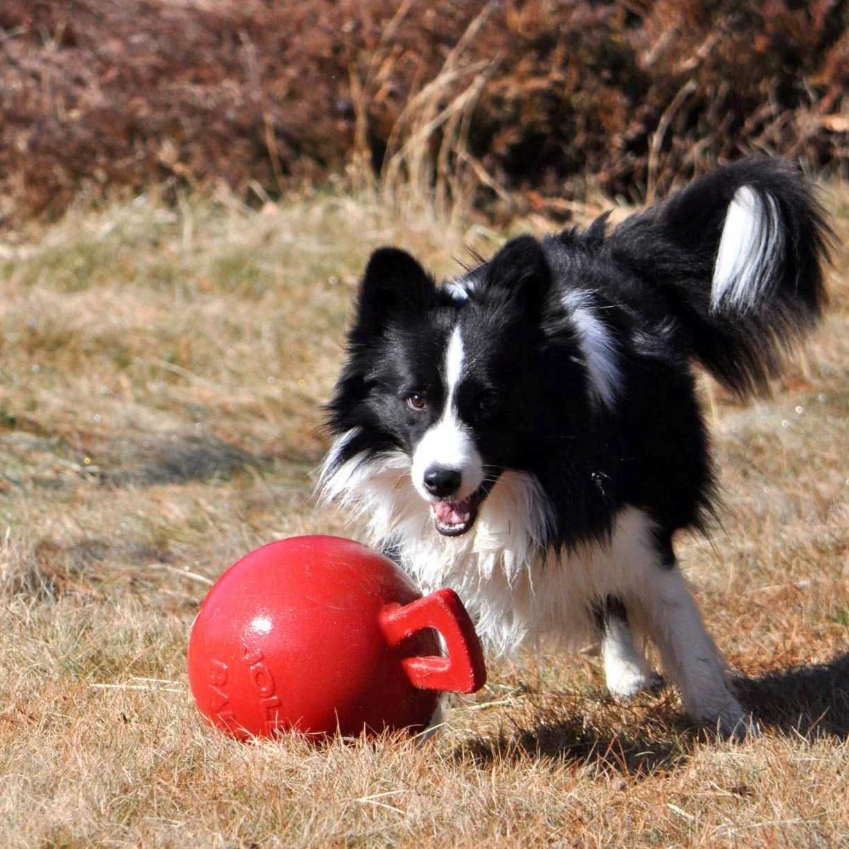 Tug-n-Toss Jolly Ball - Floating, Bouncing, Scented Dog Toy for Fetch, Water Play & Training - Image 3