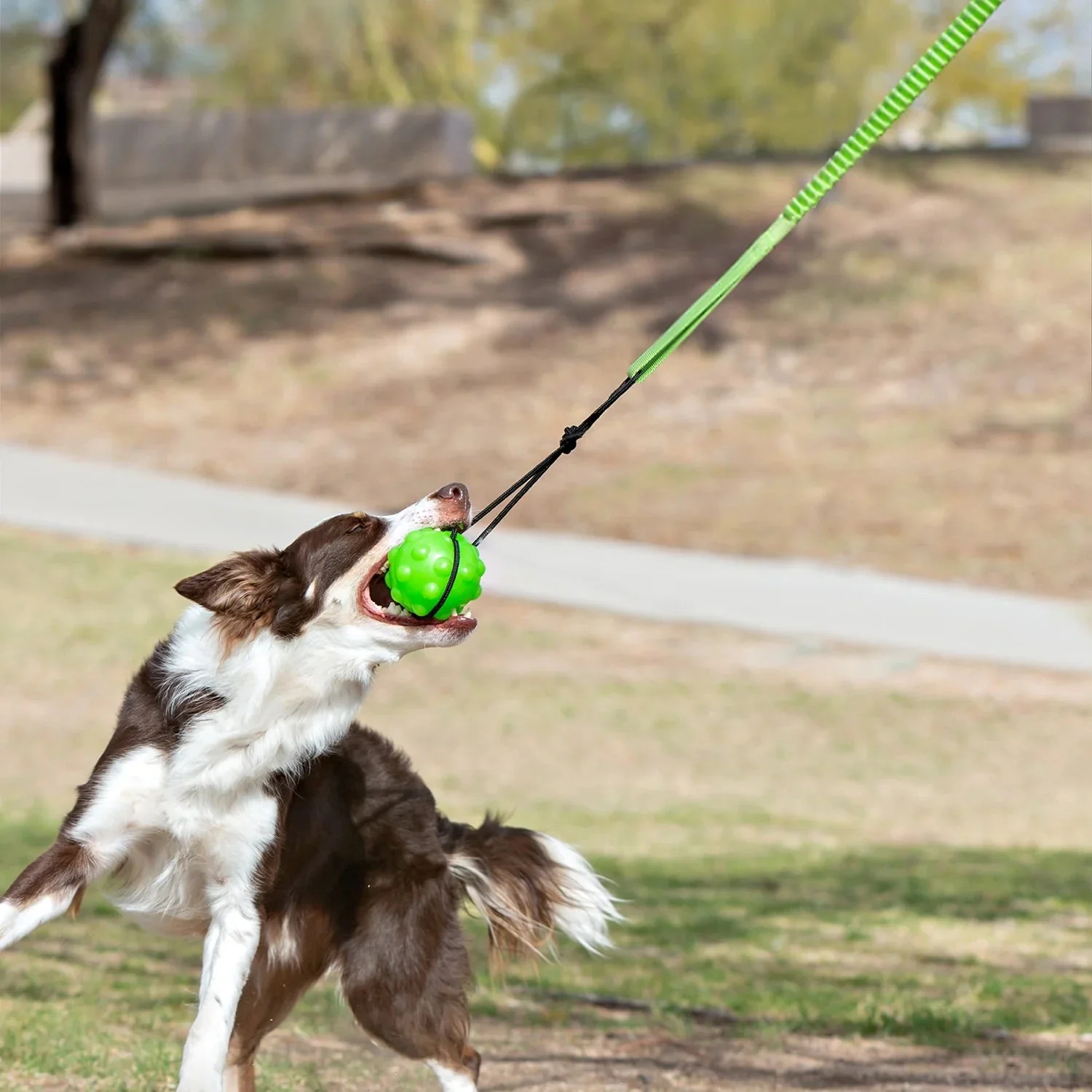 Jolly Pets Tree Tugger Interactive Bungee – Durable Tug-O-War & Solo Play Dog Toy for Heavy Chewers - Image 4