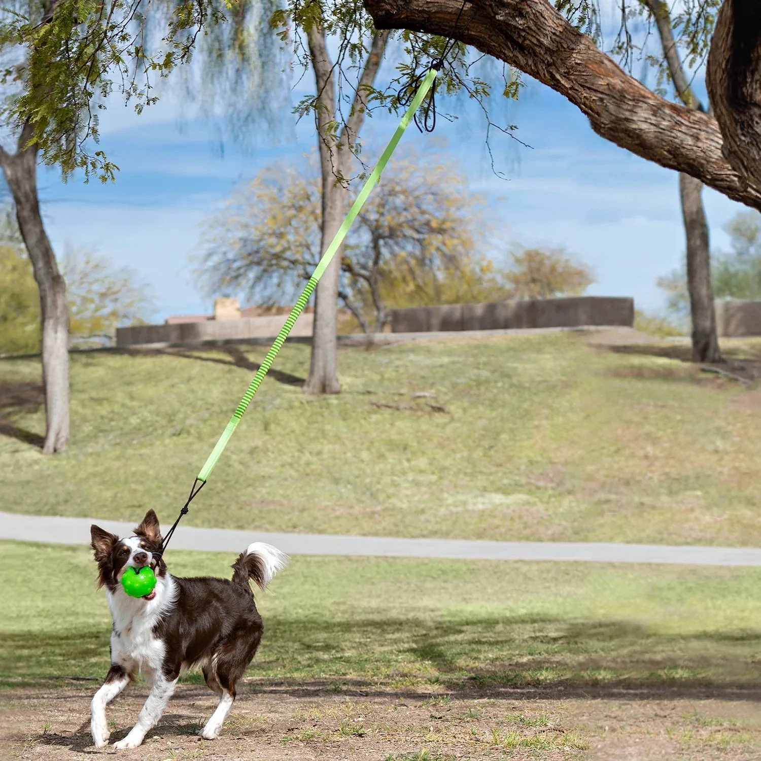 Jolly Pets Tree Tugger Interactive Bungee – Durable Tug-O-War & Solo Play Dog Toy for Heavy Chewers - Image 5