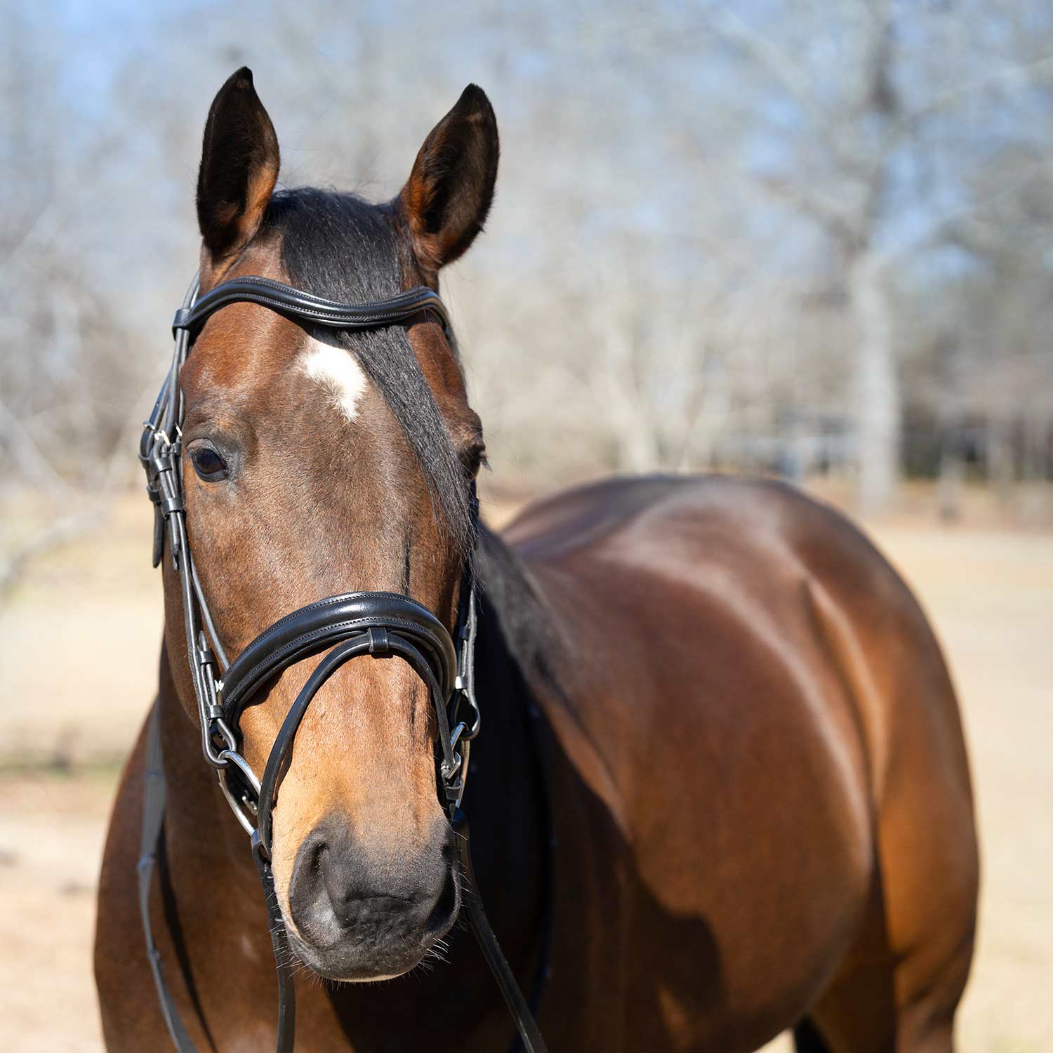 Jeffers Uniquely English "Aachen" Leather Dressage Bridle with Reins for Horses - Image 2