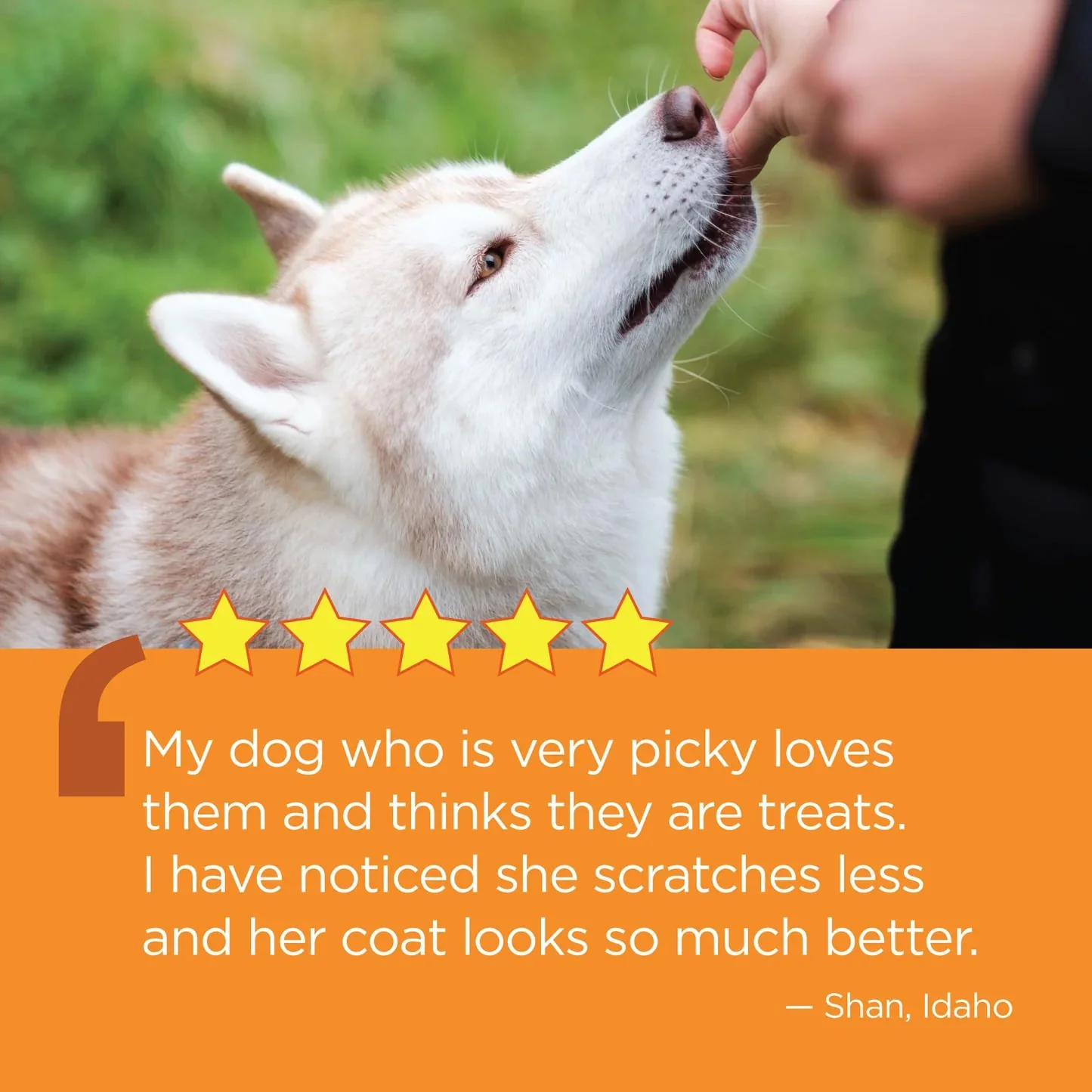 Vetality Aller-Immune Skin & Coat Well Chews for Dogs – Lamb Flavor, Supports Healthy Skin, Shiny Coat & Strong Pads - Image 7