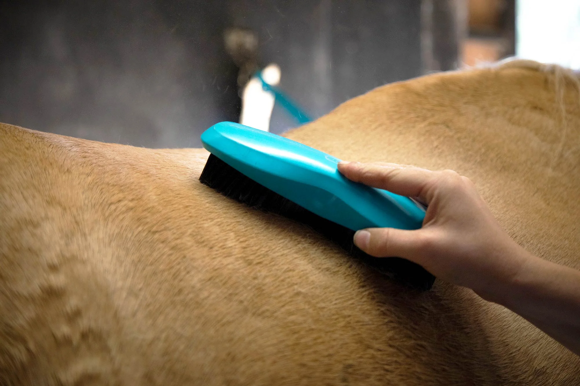 Wahl Stiff Body Brush - Image 4