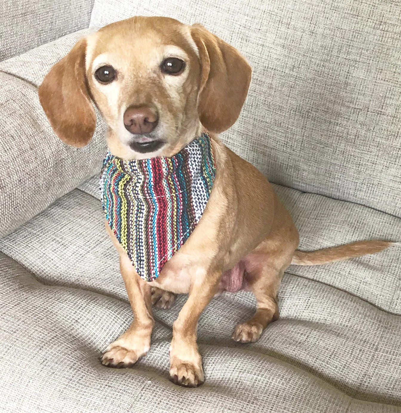 Walking Palm Dog Bandana - Image 8