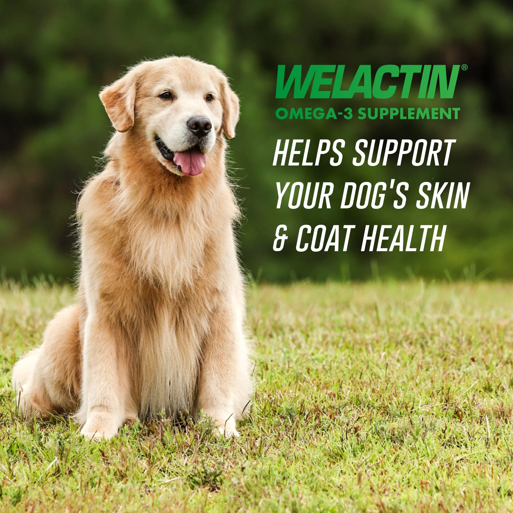 Nutramax Welactin Canine Softgels - Omega 3 Supplement for Dogs - Image 2