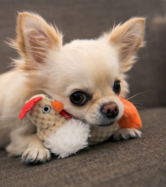 Fat White Rooster Dog Toy - Image 5